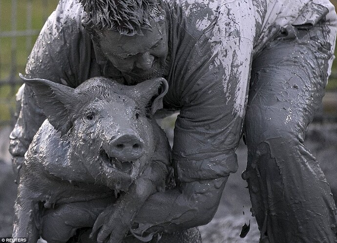 pig