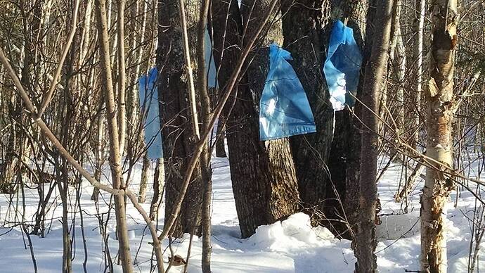 Bags on trees