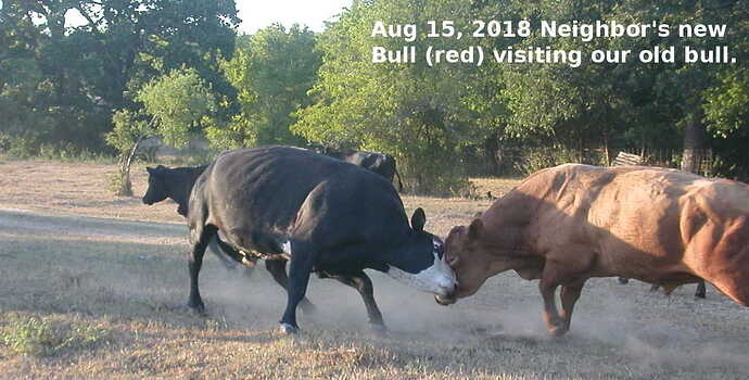 Bulls_going_at_it2018