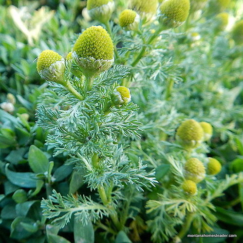 Wild Chamomile