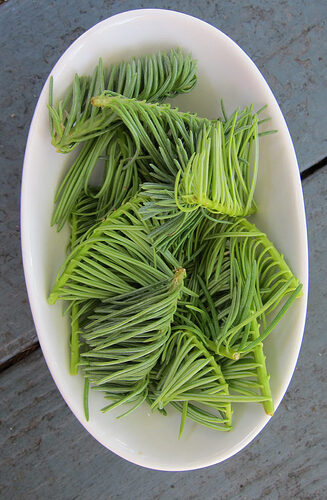 spruce-tips-670x1024