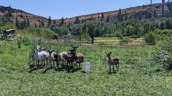 goatpen