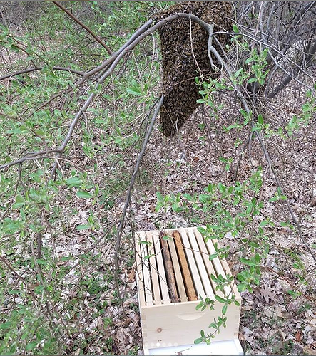swarm