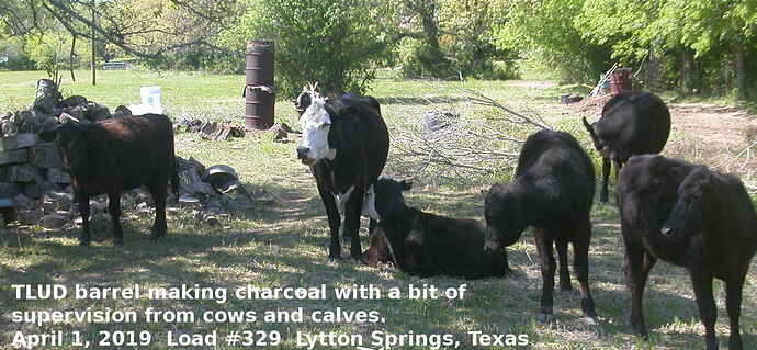 Charcoal_cows_apr_1_2019