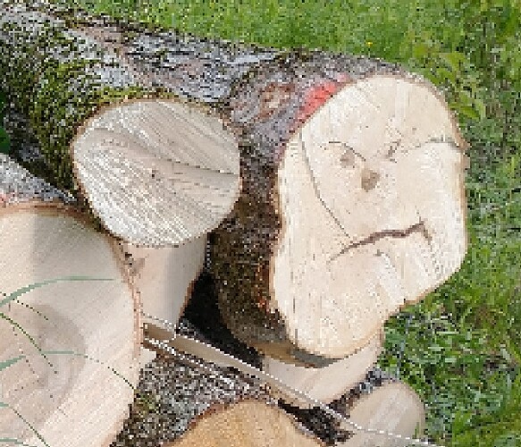 Snarky_Log