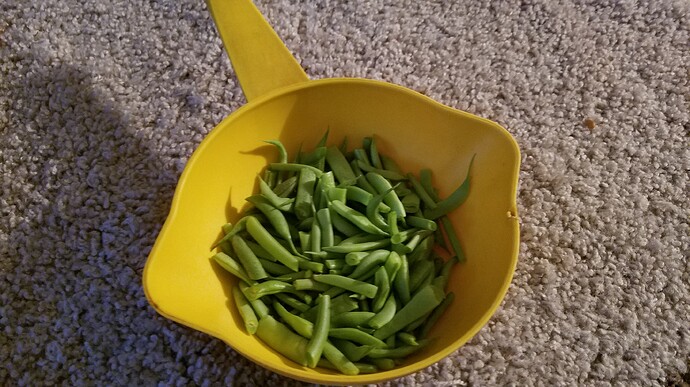 last%20of%20the%202020%20pole%20beans