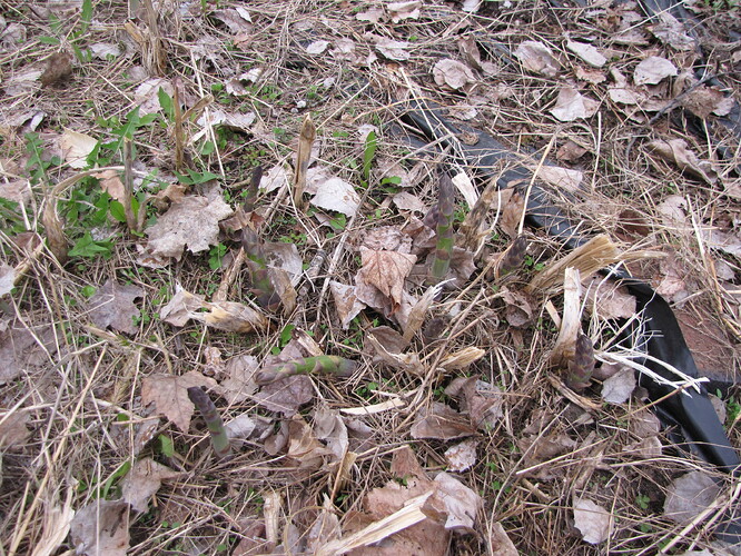 asparagus 8