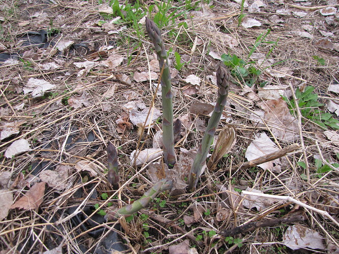 asparagus 7