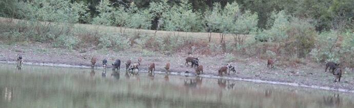 feral_hogs_17 on 20 Aug18