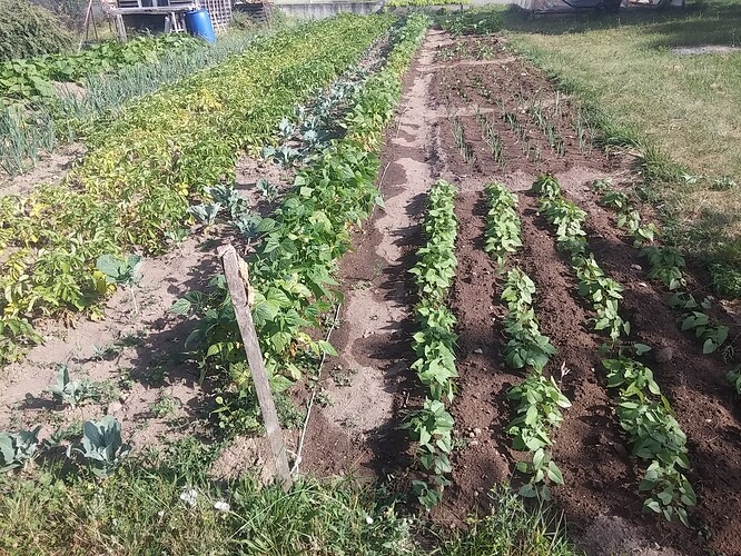 jardin
