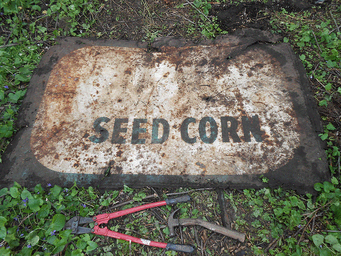 seed