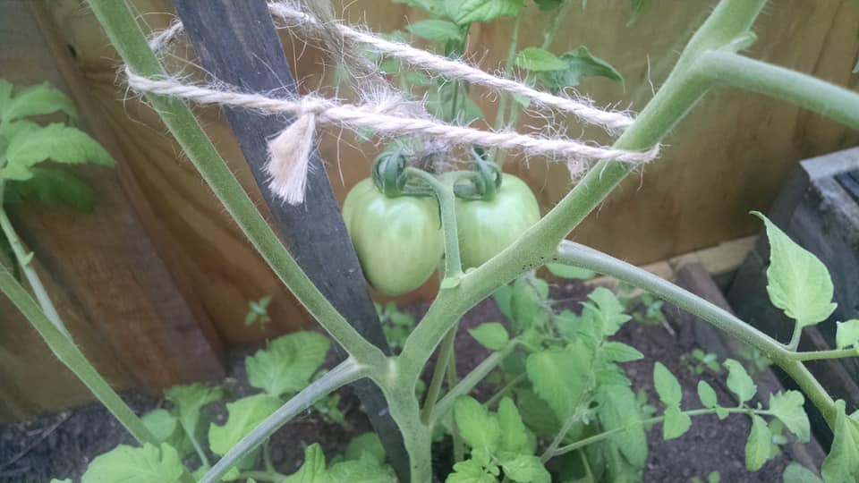 Tomatoes7-3-2018